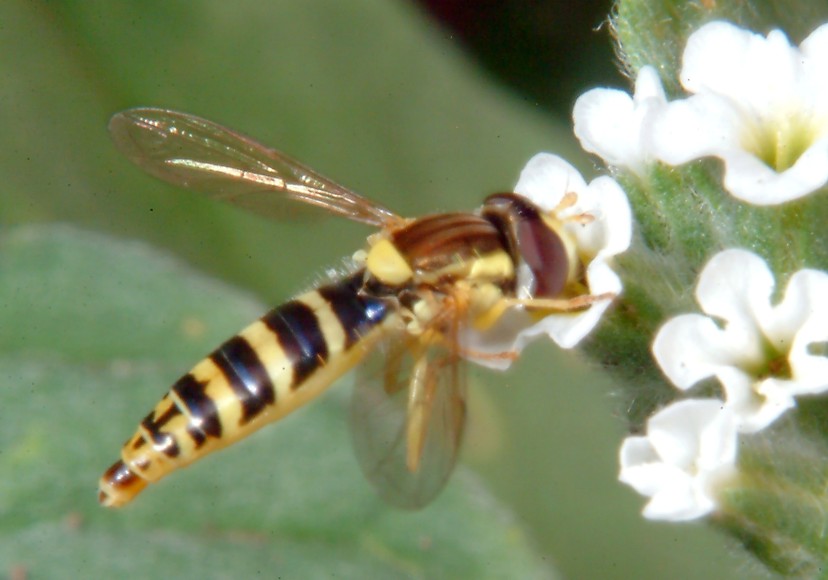 Oryctes nasicornis e altri